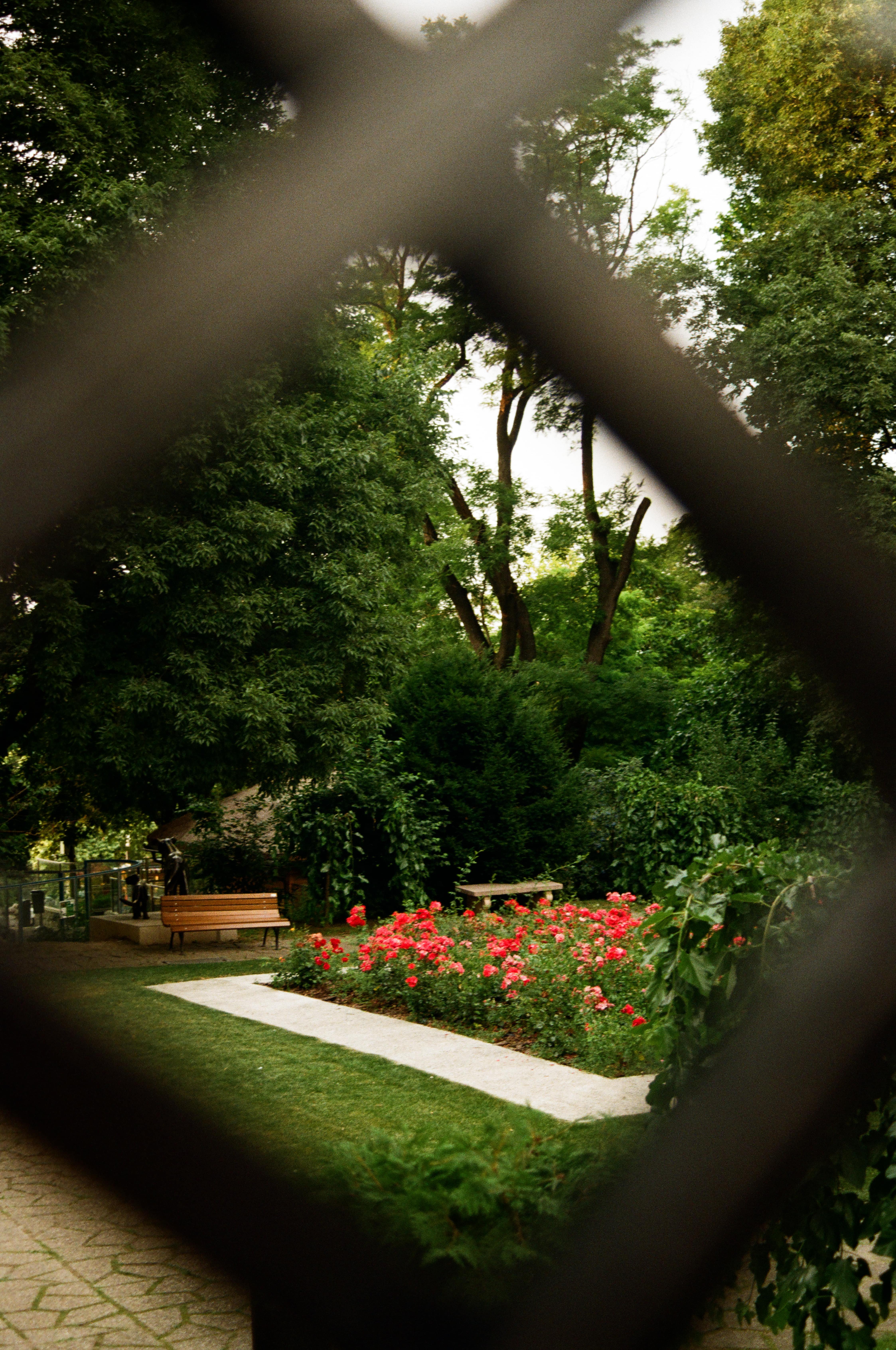 Red flower garden in a park with a wood park bench
