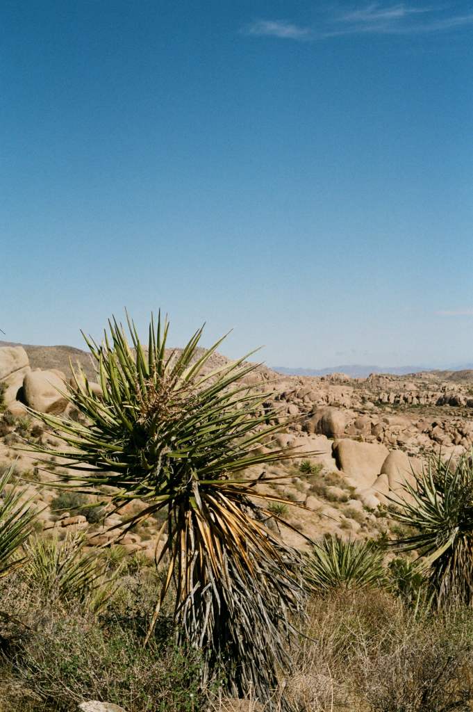 Roy Tree Learning to Trust My Instincts in Joshua Tree National Park - Kiersten Roy